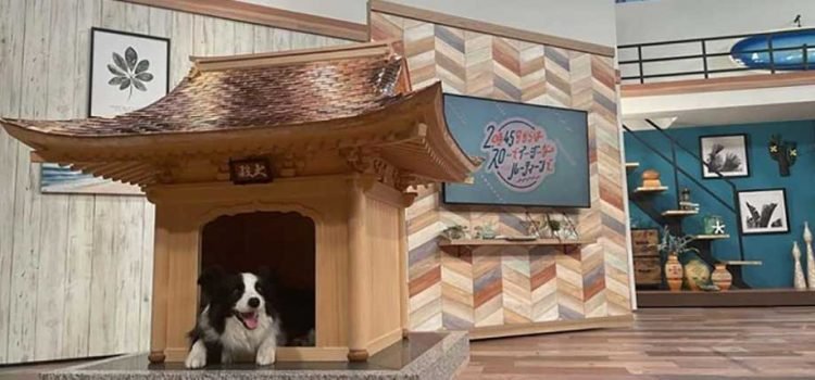 ¿Cuánto quieres a tu lomito? ¿Cuánto quieres a tu lomito?