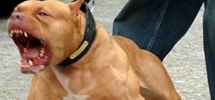 Busca diputada de Morena regular razas de perros “peligrosas”; animalistas de Oaxaca reprueban iniciativa Busca diputada de Morena regular razas de perros “peligrosas”; animalistas de Oaxaca reprueban iniciativa