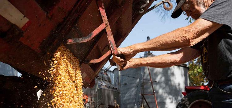 Exige EU a México explique argumento para prohibir maíz transgénico