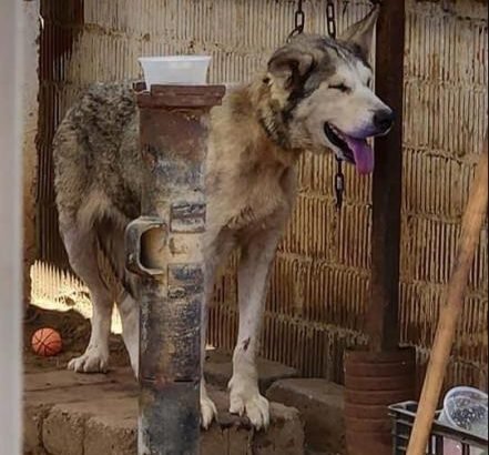 Denuncian dos casos de crueldad animal en Oaxaca; mantienen a perritos encadenados y enjaulados Denuncian dos casos de crueldad animal en Oaxaca; mantienen a perritos encadenados y enjaulados