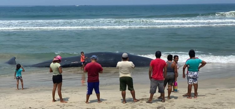 Muere ballena de 7 metros en Playa Chipehua, Oaxaca Muere ballena de 7 metros en Playa Chipehua, Oaxaca