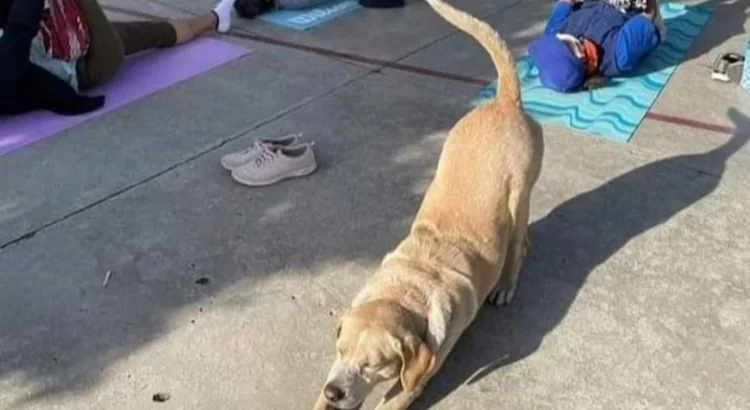 Arman colecta para Toby, perrito de Oaxaca que hace yoga y necesita una cirugía