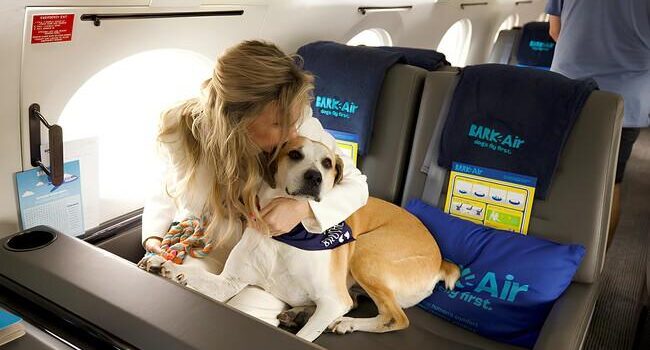 Bark Air, una aerolínea bien perrona