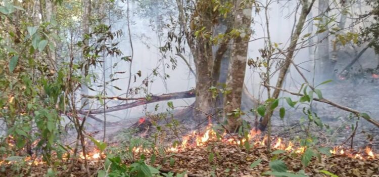 Atienden brigadistas cuatro incendios en Los Chimalapas, Oaxaca