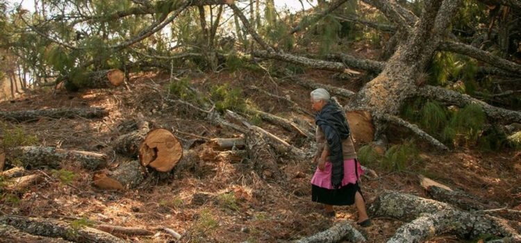 Acusan ecocidio en Oaxaca por tala en bosques de Juxtlahuaca para programa de manejo forestal