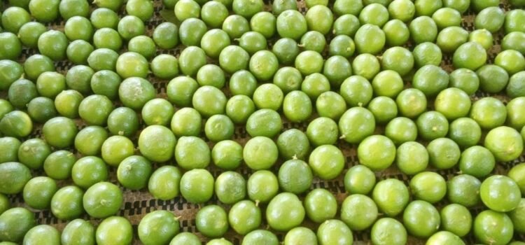 Productores afro de limón piden apoyo del gobierno de Oaxaca para infraestructura y comercialización