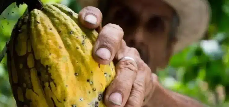 Cambio climático desaparece producción de 30 mil toneladas de cacao en Oaxaca