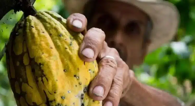 Cambio climático desaparece producción de 30 mil toneladas de cacao en Oaxaca