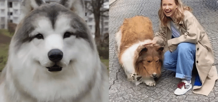 Zoologico ofrece a usuarios experimentar una «vida de perro» Zoologico ofrece a usuarios experimentar una «vida de perro»