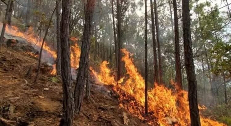 Reportan incendio forestal en zona de conflicto entre San Juan Mixtepec y Yosoñama, Oaxaca