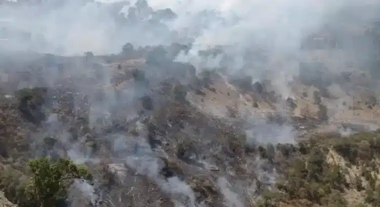 Incendio forestal azota a la comunidad Primavera en Santiago Yosondúa, Oaxaca Incendio forestal azota a la comunidad Primavera en Santiago Yosondúa, Oaxaca