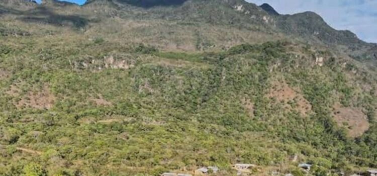 Tala inmoderada pone en riesgo los bosques de comunidades de la Mixteca, denuncian Tala inmoderada pone en riesgo los bosques de comunidades de la Mixteca, denuncian