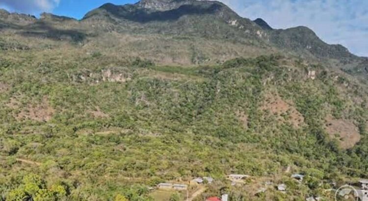 Tala inmoderada pone en riesgo los bosques de comunidades de la Mixteca, denuncian
