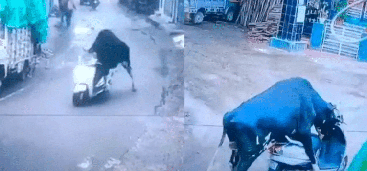 Toro “roba” una motoneta y se “da a la fuga”