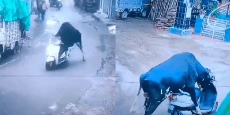 Toro “roba” una motoneta y se “da a la fuga” Toro “roba” una motoneta y se “da a la fuga”