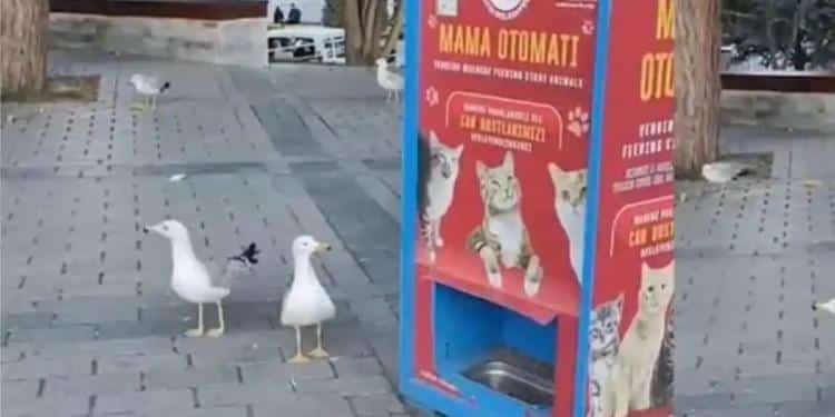 Gaviotas aprendieron a maullar para obtener comida Gaviotas aprendieron a maullar para obtener comida