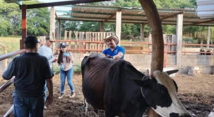 Confirman 10 casos de gusano barrenador en Oaxaca; 9 se detectaron en la región del Istmo Confirman 10 casos de gusano barrenador en Oaxaca; 9 se detectaron en la región del Istmo