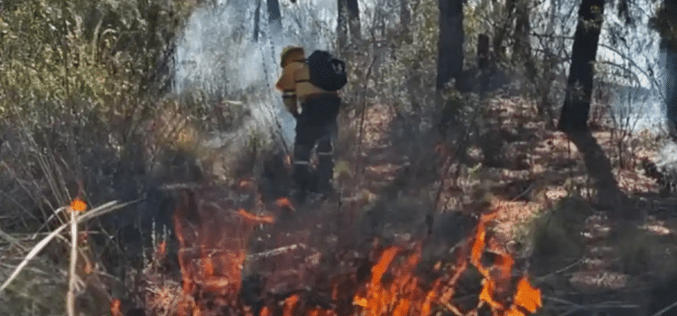 Temporada de Incendios Forestales 2025, la segunda más crítica de la historia Temporada de Incendios Forestales 2025, la segunda más crítica de la historia