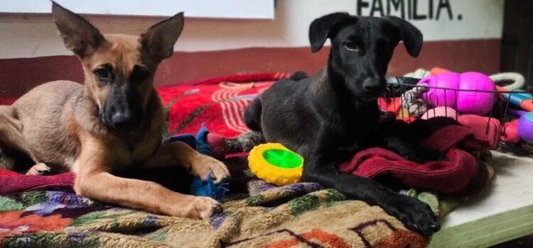Rescatan y resguardan a 90 perritos sin hogar en Puerto Escondido, Oaxaca, durante el huracán Erick