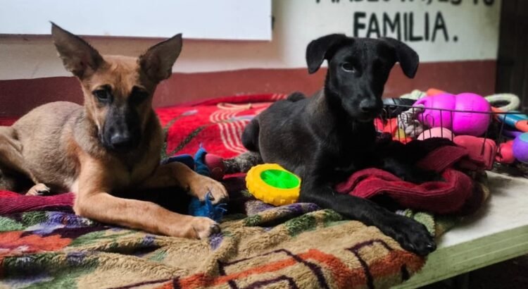 Rescatan y resguardan a 90 perritos sin hogar en Puerto Escondido, Oaxaca, durante el huracán Erick