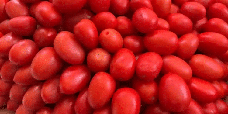 Impone Estados Unidos aranceles del 17 % al tomate mexicano Impone Estados Unidos aranceles del 17 % al tomate mexicano