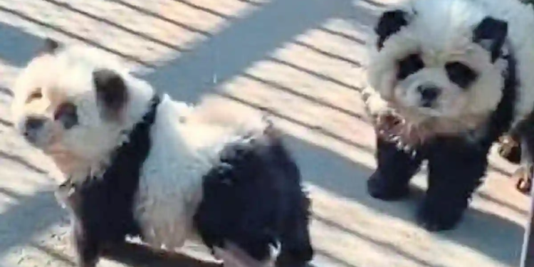 Zoológico da a los visitantes perro por panda Zoológico da a los visitantes perro por panda