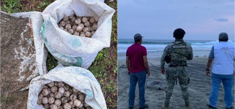 Rescatan miles de huevos de tortuga golfina en santuario de la Costa de Oaxaca; saqueadores se fugan