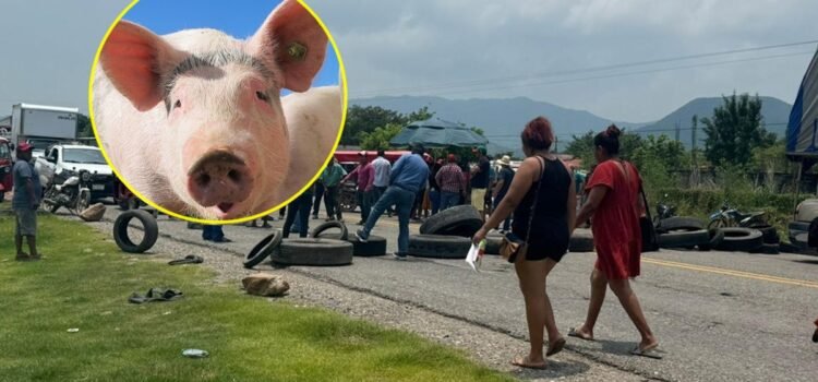 Pobladores bloquean la carretera Panamericana en Oaxaca por 2 cerdos