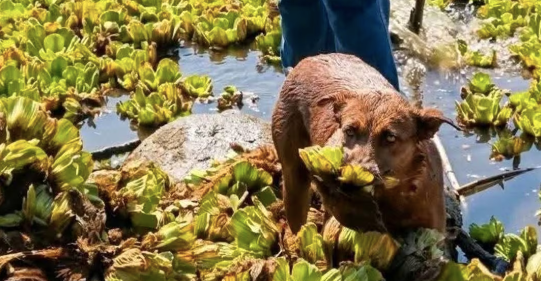 “No fue envenenada”, autoridades sobre muerte de perrita Beny, que ayudaba a limpiar la presa Yosocuta, Oaxaca